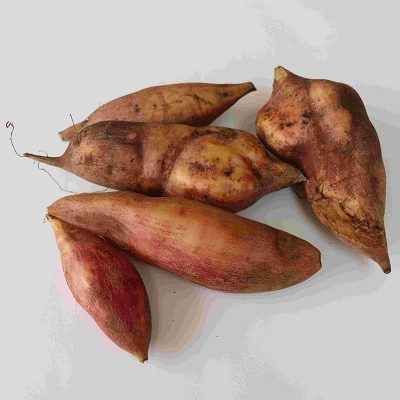 Yacon growing tips