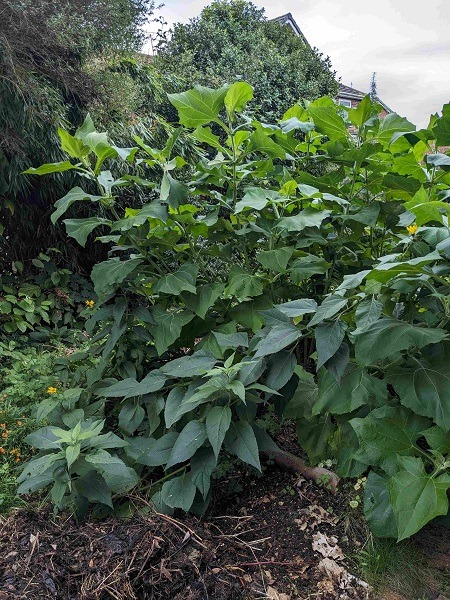 Yacon growing tips - Image 2