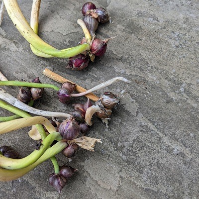 Egyptian Walking onion bulbils (Pack of 3) - Image 2
