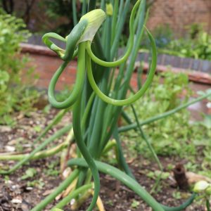 Egyptian Walking onion bulbils (Pack of 3)