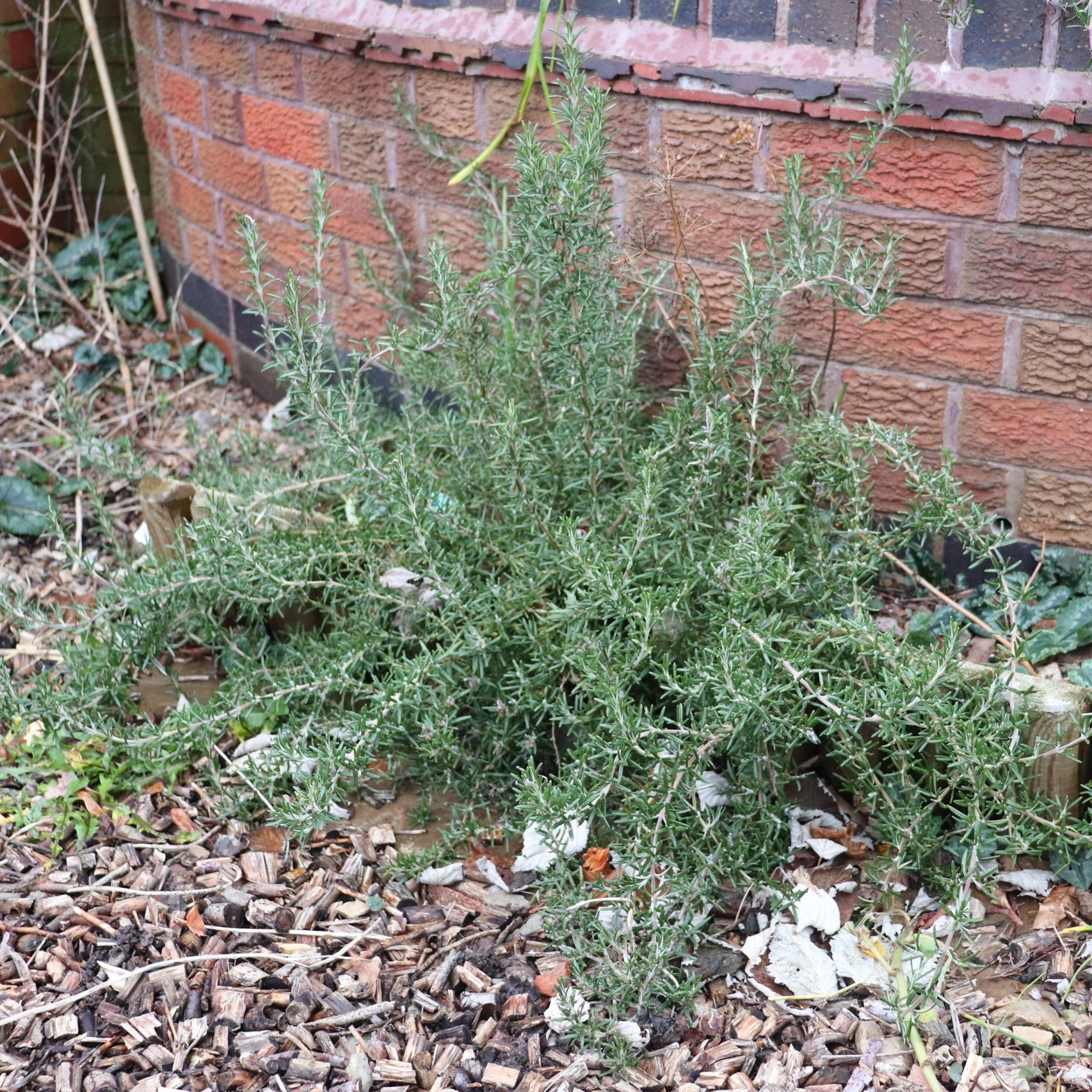 Trailing rosemary
