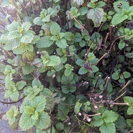 Lemon Balm