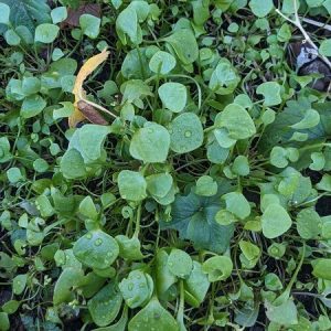 Miner's lettuce