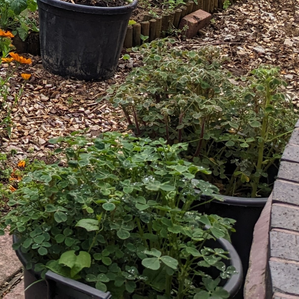 Oca tubers mixed - Image 2