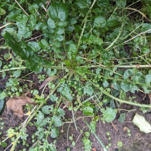 Land cress