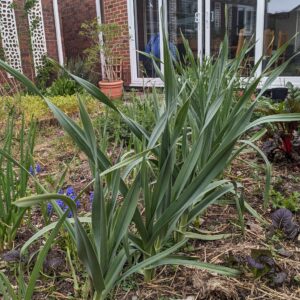 Babington's Leek Bulbils