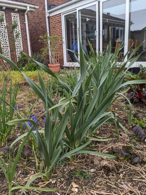 Babington's Leek Bulbils