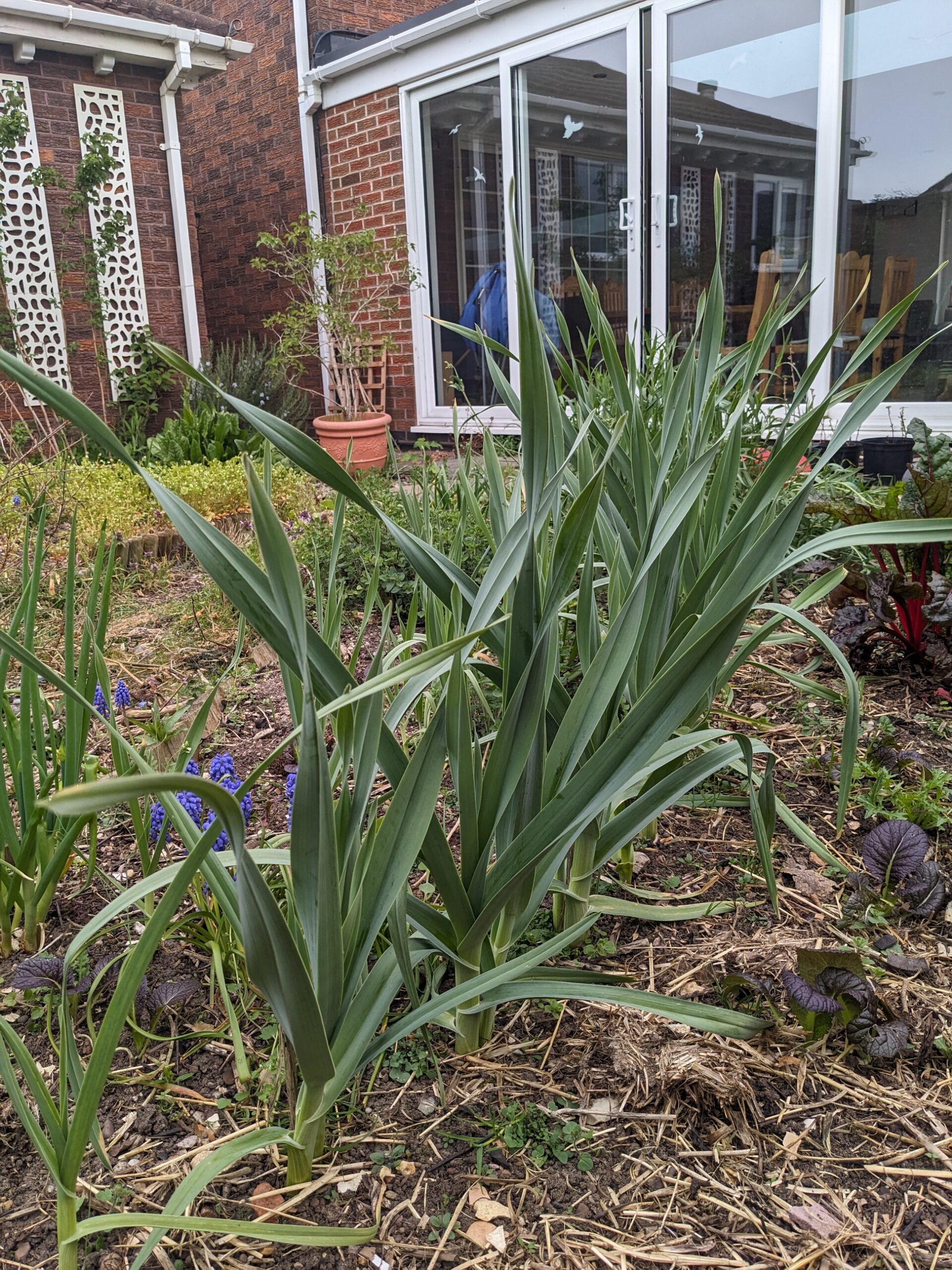 Babington's Leek Bulbils