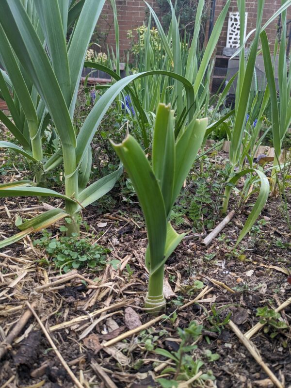 Babington's Leek Bulbils - Image 2