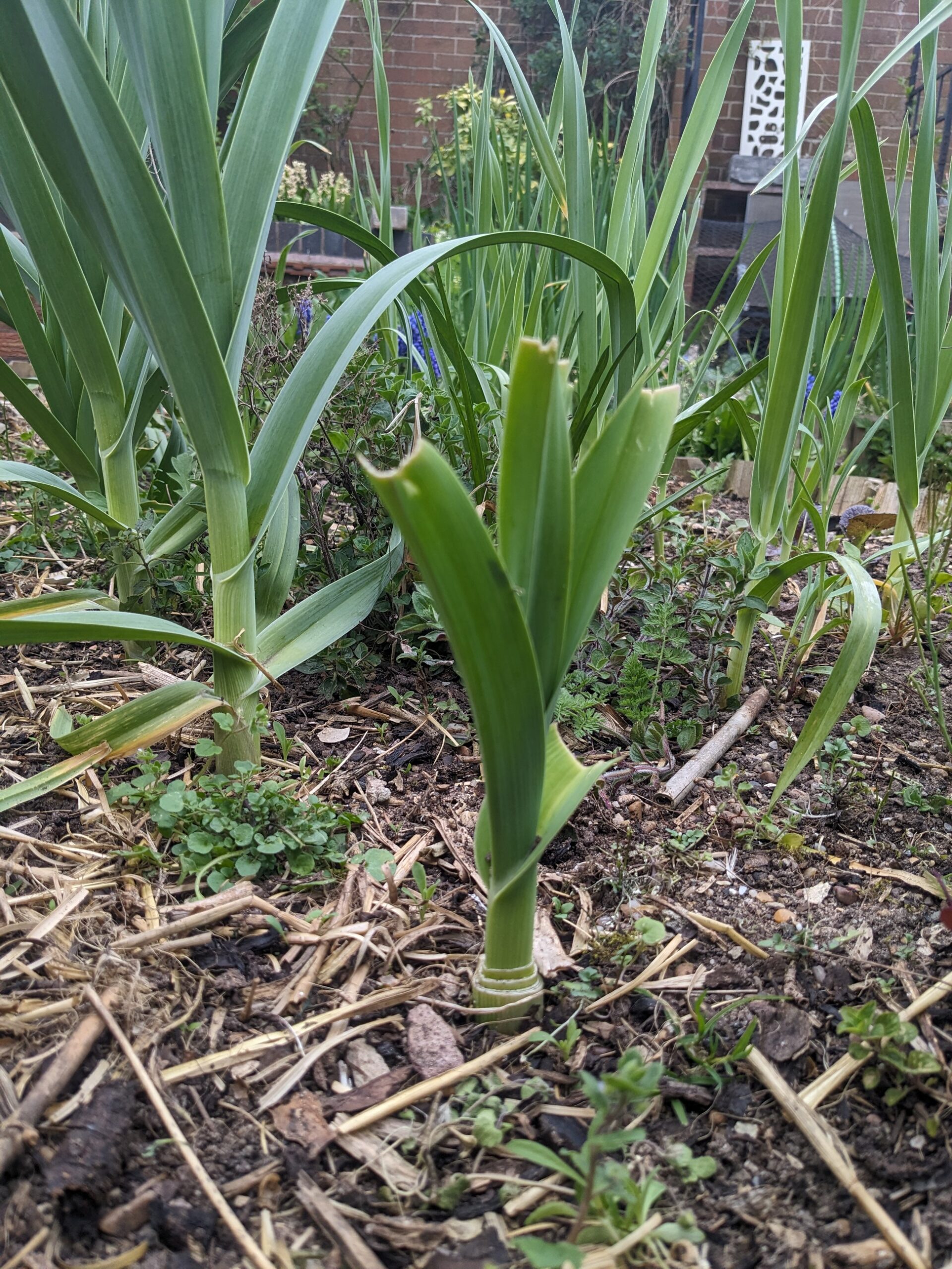 Babington's Leek Bulbils - Image 2