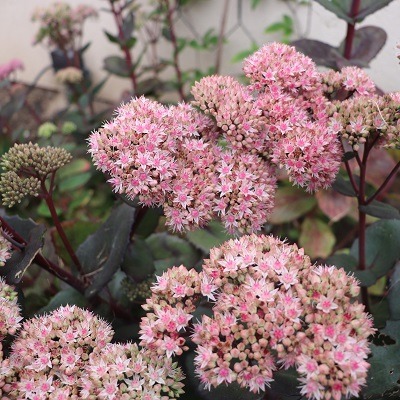 Ice plant - Sedum Spectabile