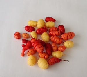 Oca tubers mixed