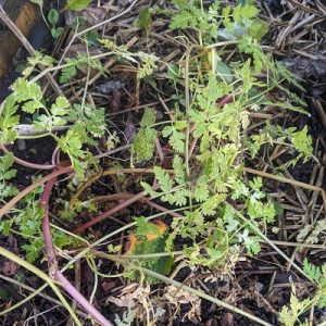 Sweet Cicely