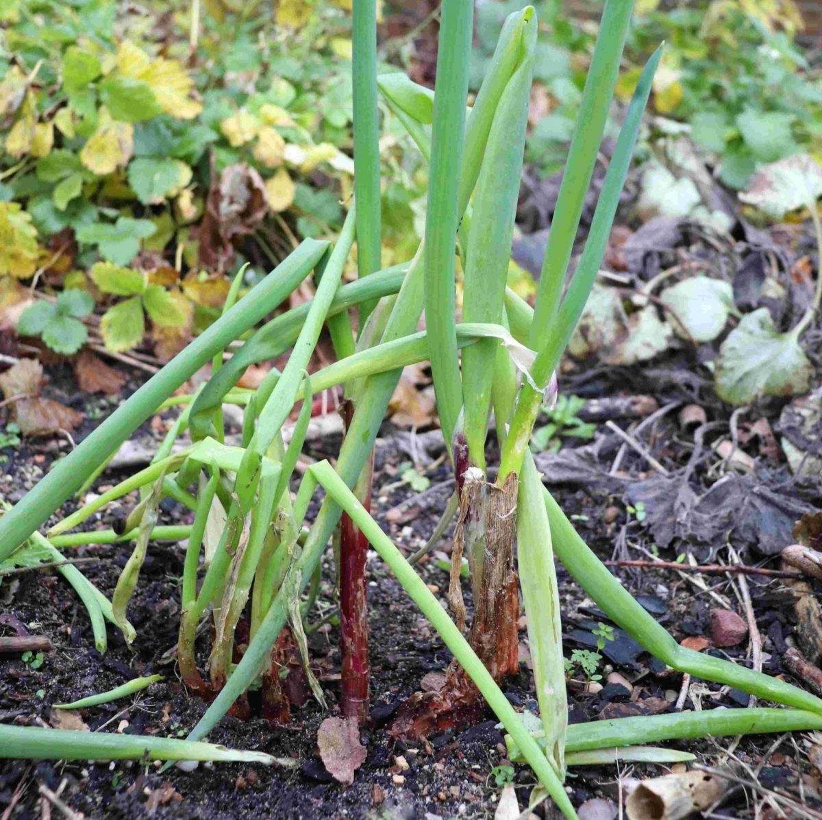 Welsh Onion
