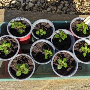 Caucasian Spinach (Hablitzia Tamnoides)