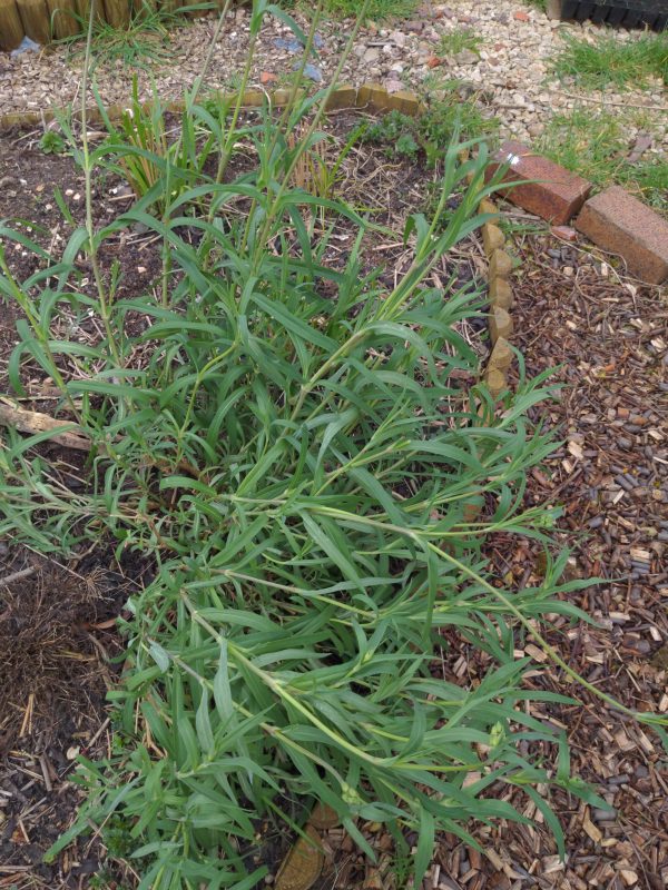 Sculpit seeds