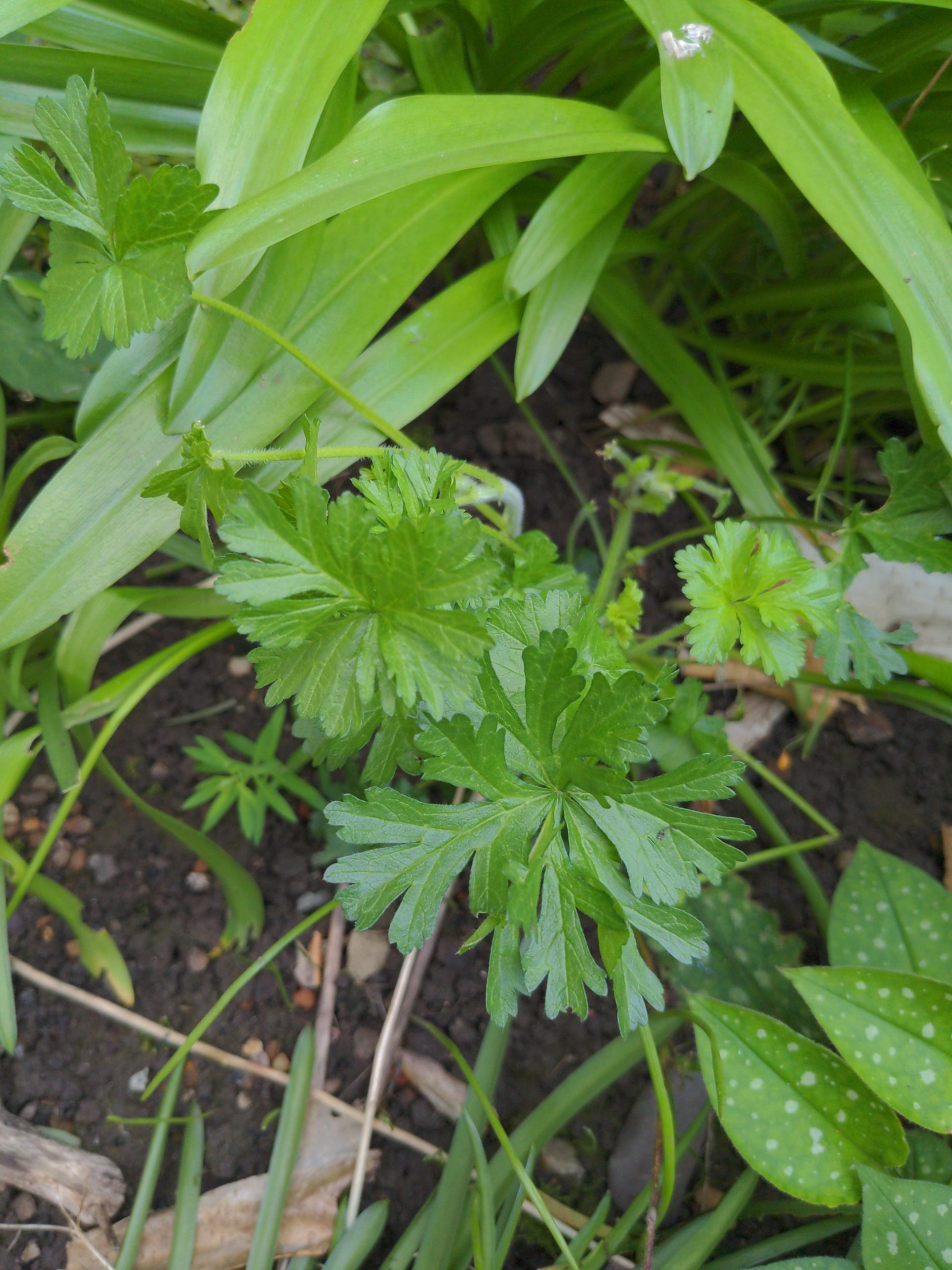 Musk Mallow Seeds - Image 2