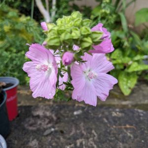 Musk Mallow Seeds