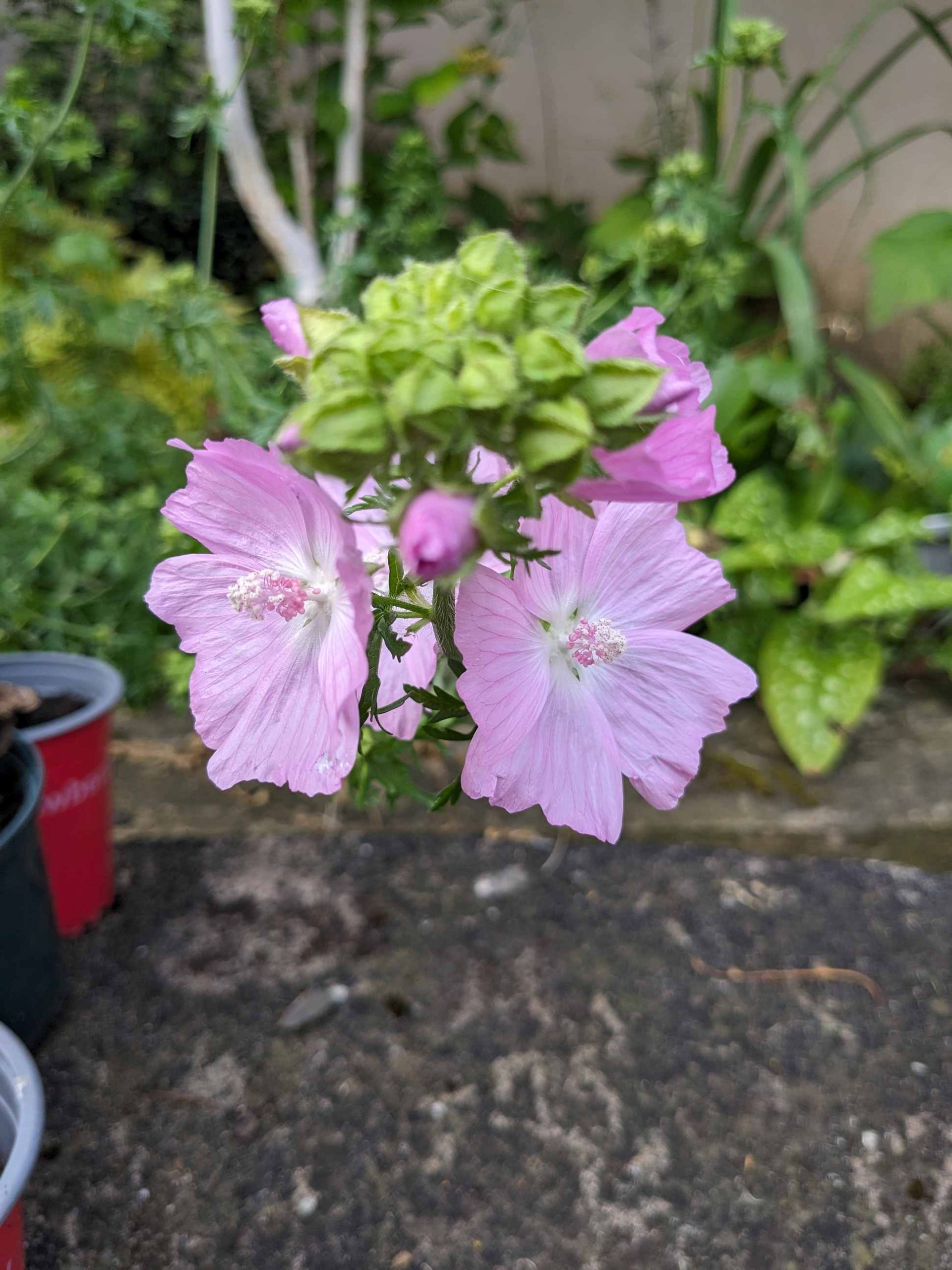 Musk Mallow Seeds