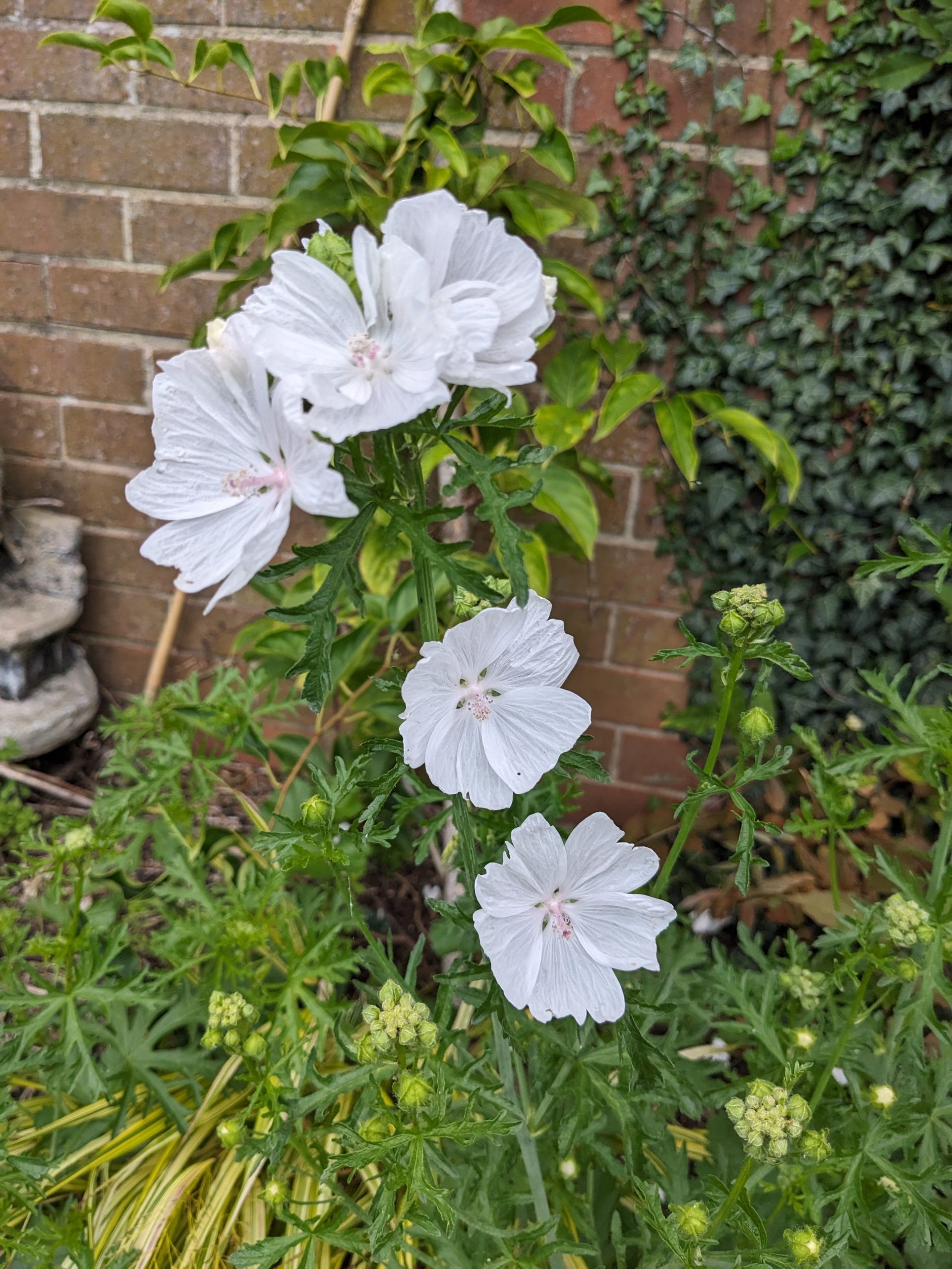 Musk Mallow Seeds - Image 3
