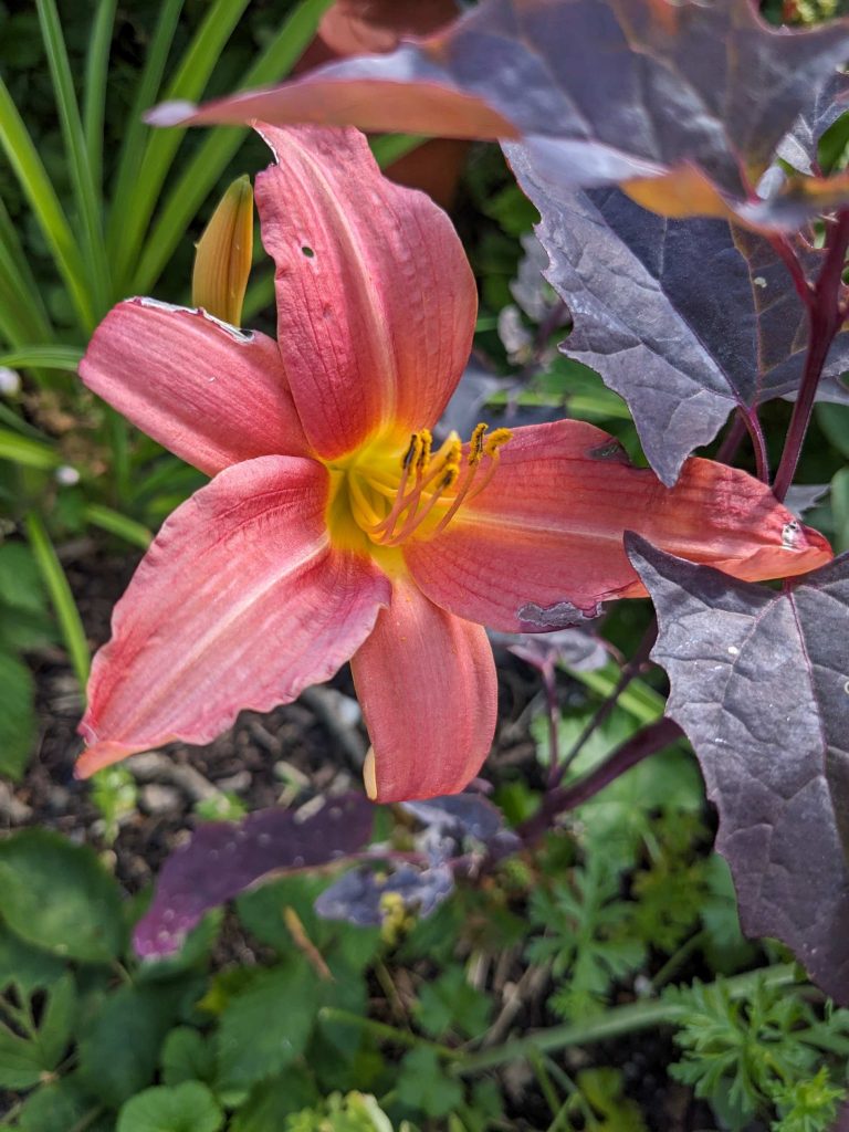 Daylily Pink Damask