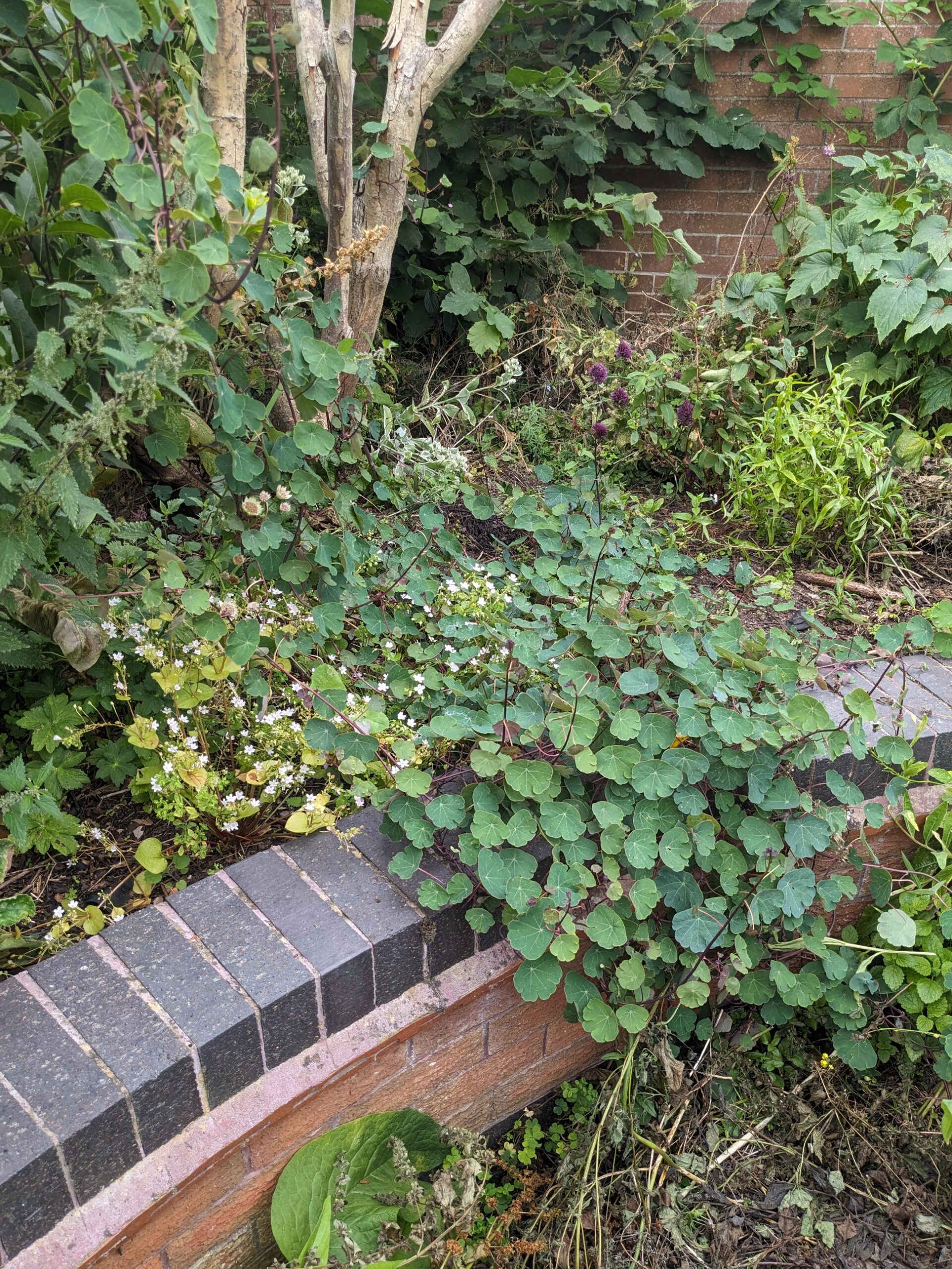 Mashua tuber