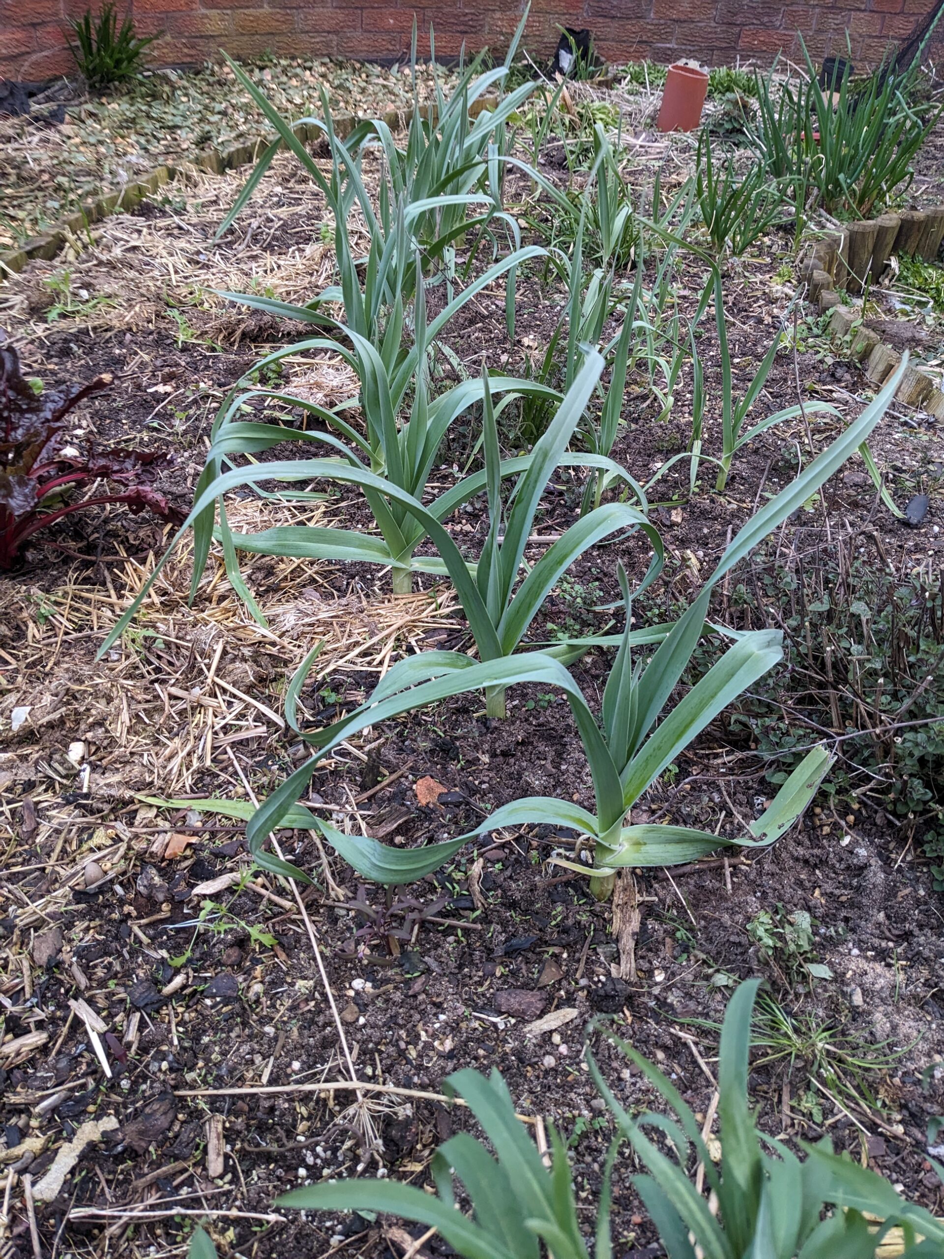 Babington's Leek Bulbils - Image 3